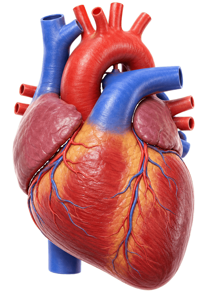 Cardiology revision illustration